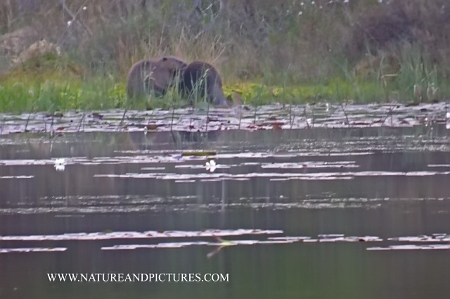 beavers, scotland, aigas, wild-01.jpg - MUTUAL GROOMING - 100 X ZOOM AND AT DUSK